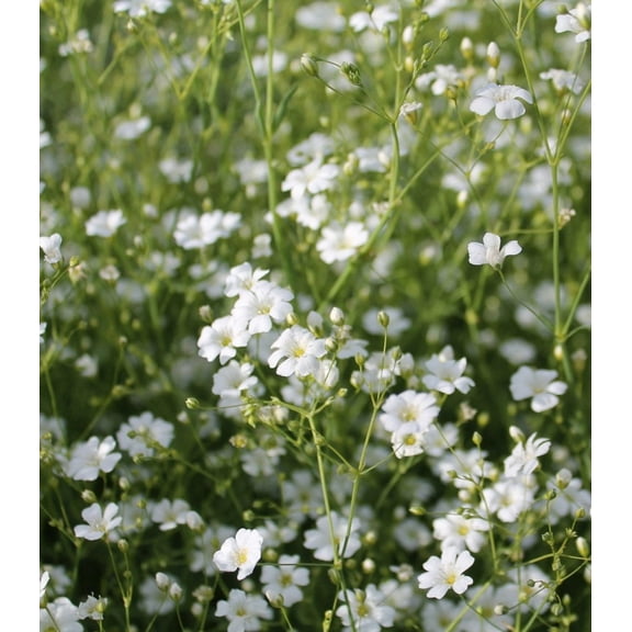 Earthcare Seeds - Baby's Breath Covent Garden 1000 Seeds (Gypsophila Elegans CG) Heirloom - Open Pollinated