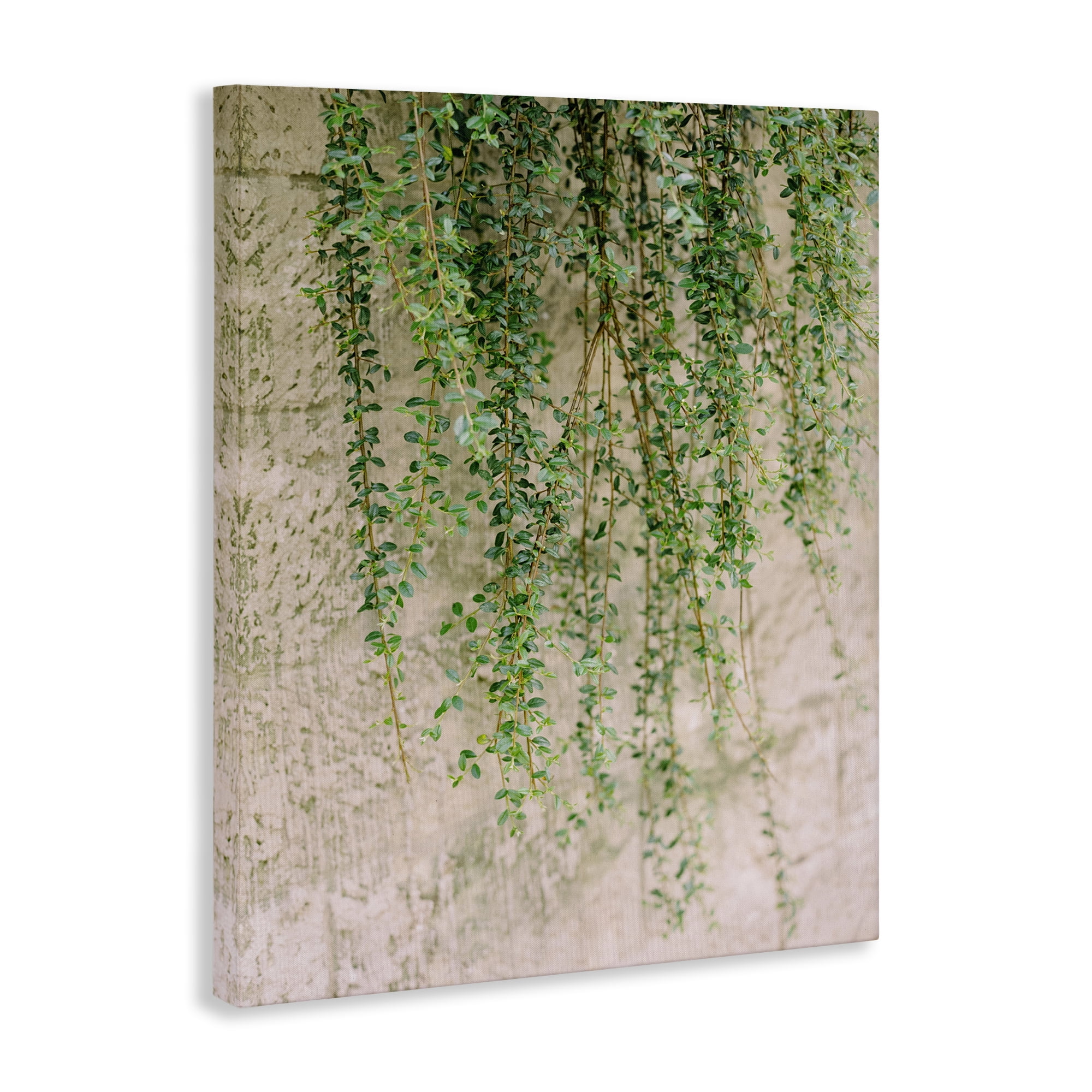 Stupell Industries Hanging Ivy Vines Botanical & Floral Photography Gallery Wrapped Canvas Art Print Wall Art, 24 x 30