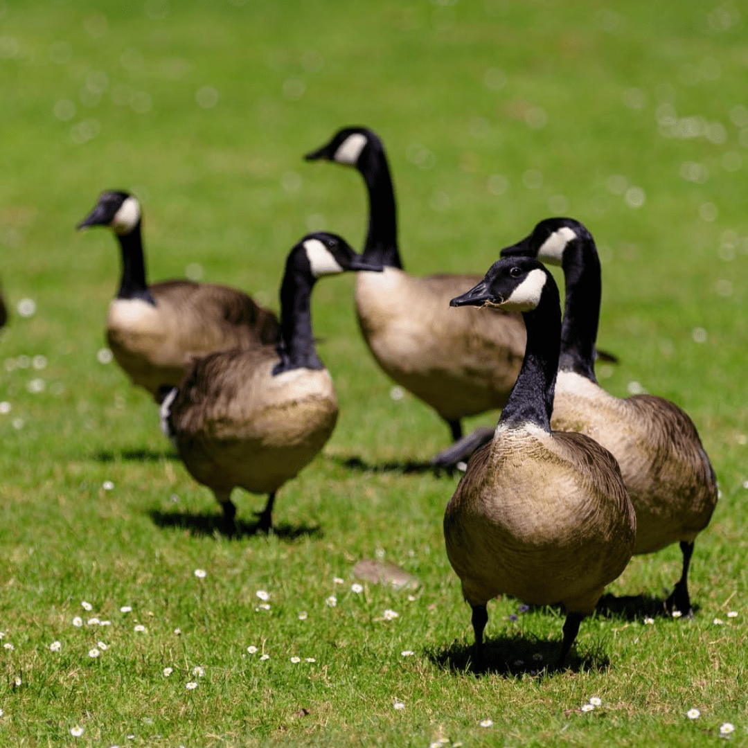 Epic Goose Scram All Natural Granular Animal Repellent Resealable Bag, 12lbs