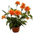 thumbnail image 3 of planta obelisco 35 lt, 3 of 5