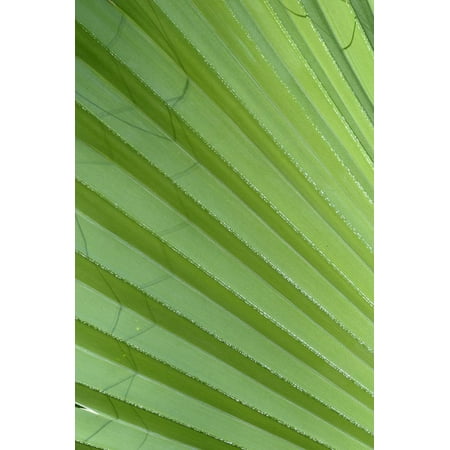 California, Palm Springs, Indian Canyons. California Fan Palm Frond Print Wall Art By Kevin
