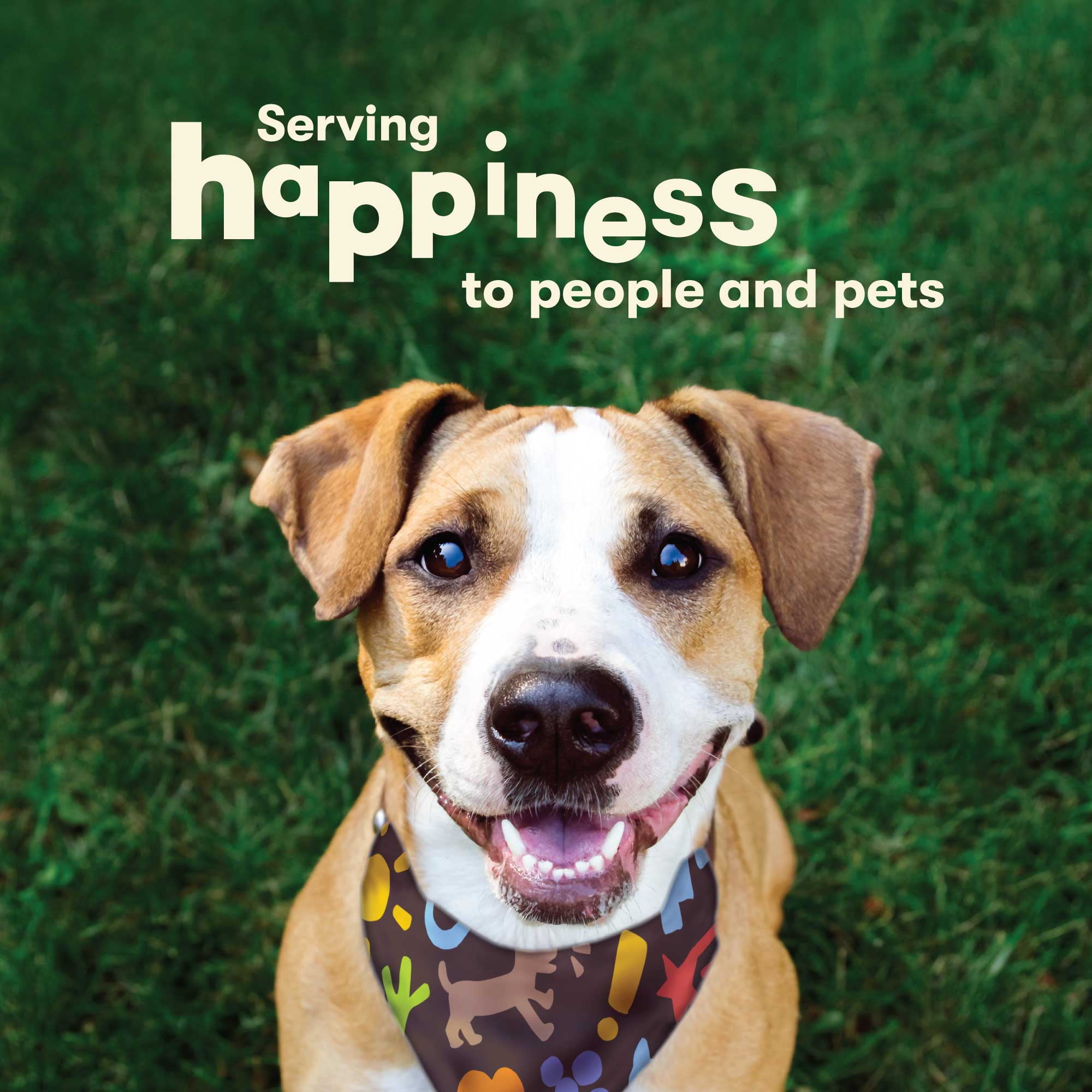 Chick n hide 2025 dog treats