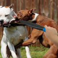 thumbnail image 3 of Professional Dog No Bite Sticks Safely Separates Food Aggressions Protect Crowbar Break Stick Chew Toys For For Training K9 Police German Shepherd Pit, 3 of 5