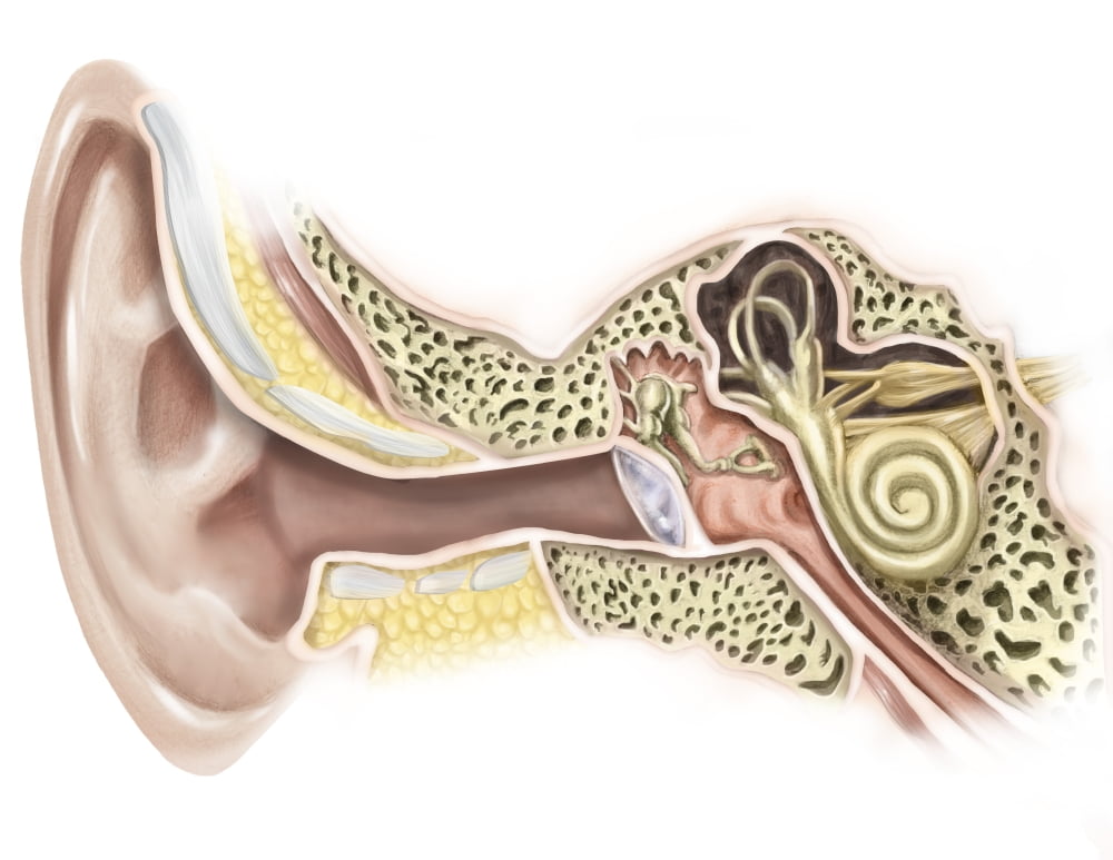 left external auditory canal