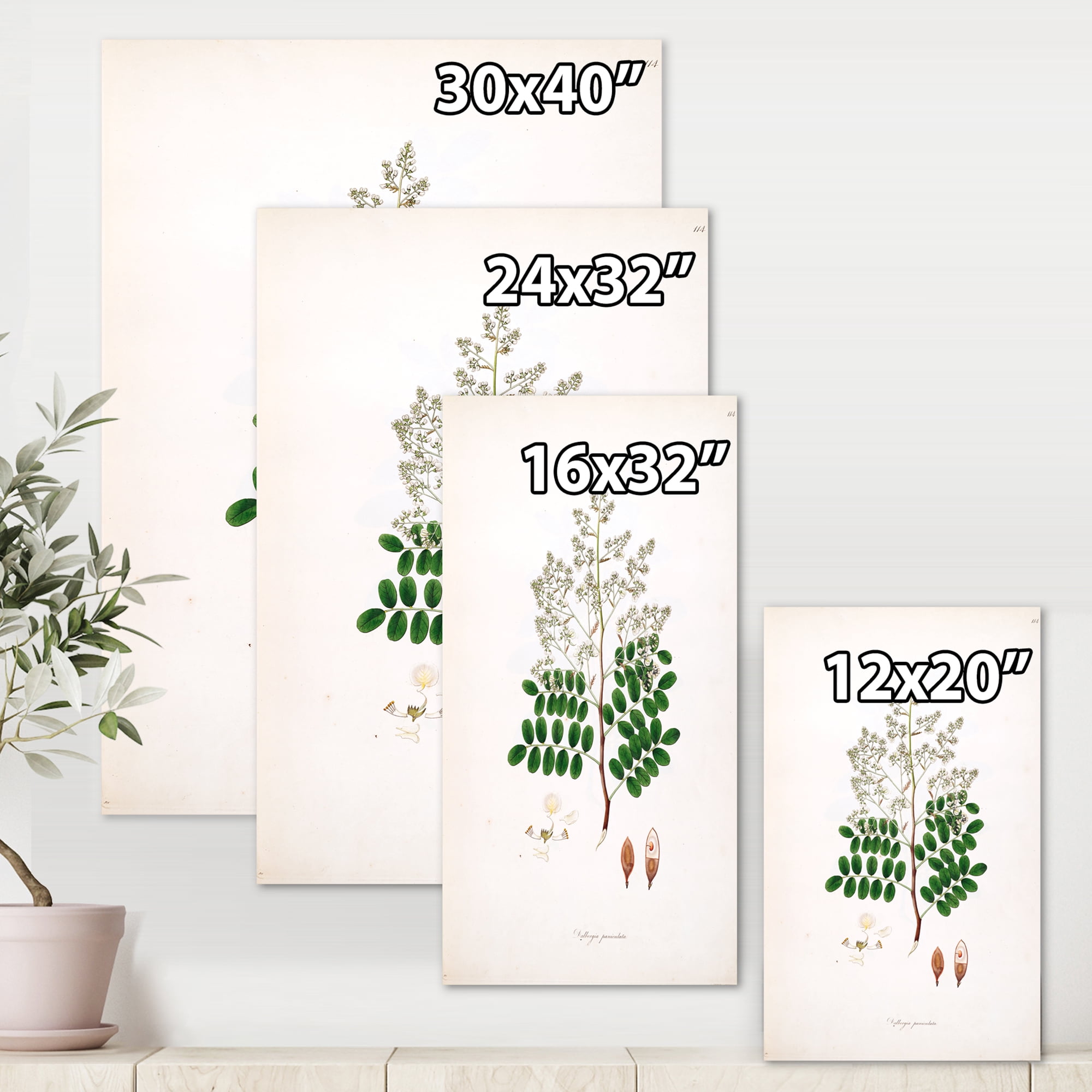 Designart ' Ancient Botanicals XII ' Farmhouse Canvas Wall Art Print