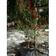Expert Gardener 2.25g Crape Myrtle