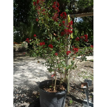 Expert Gardener 2.25g Crape Myrtle