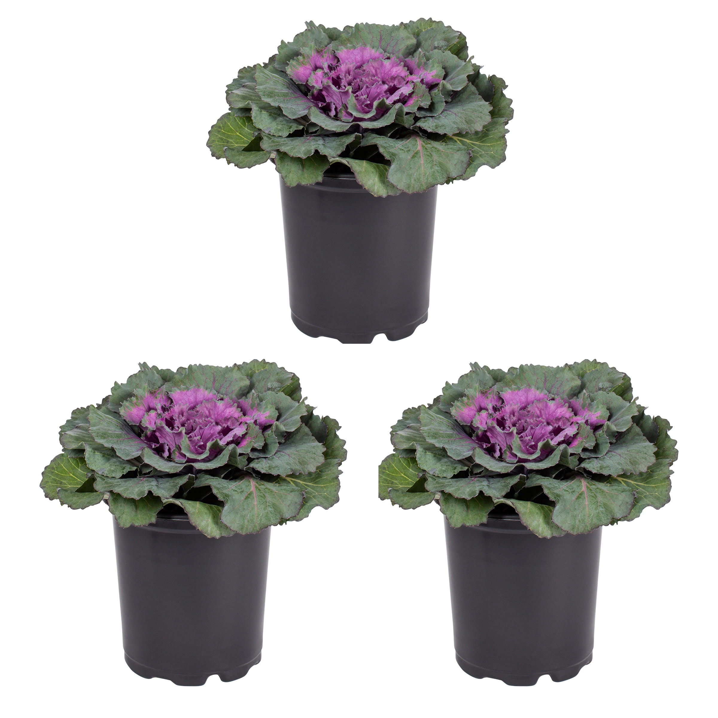 Expert Gardener 12" Purple Ornamental Kale Live Plants in Grower Pots (2 Count)