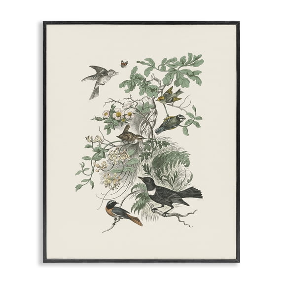 Stupell Industries Rustic Lodge Various Birds in Vintage Nature Black Framed Giclee Art, 11 x 14, by Wild Apple Portfolio