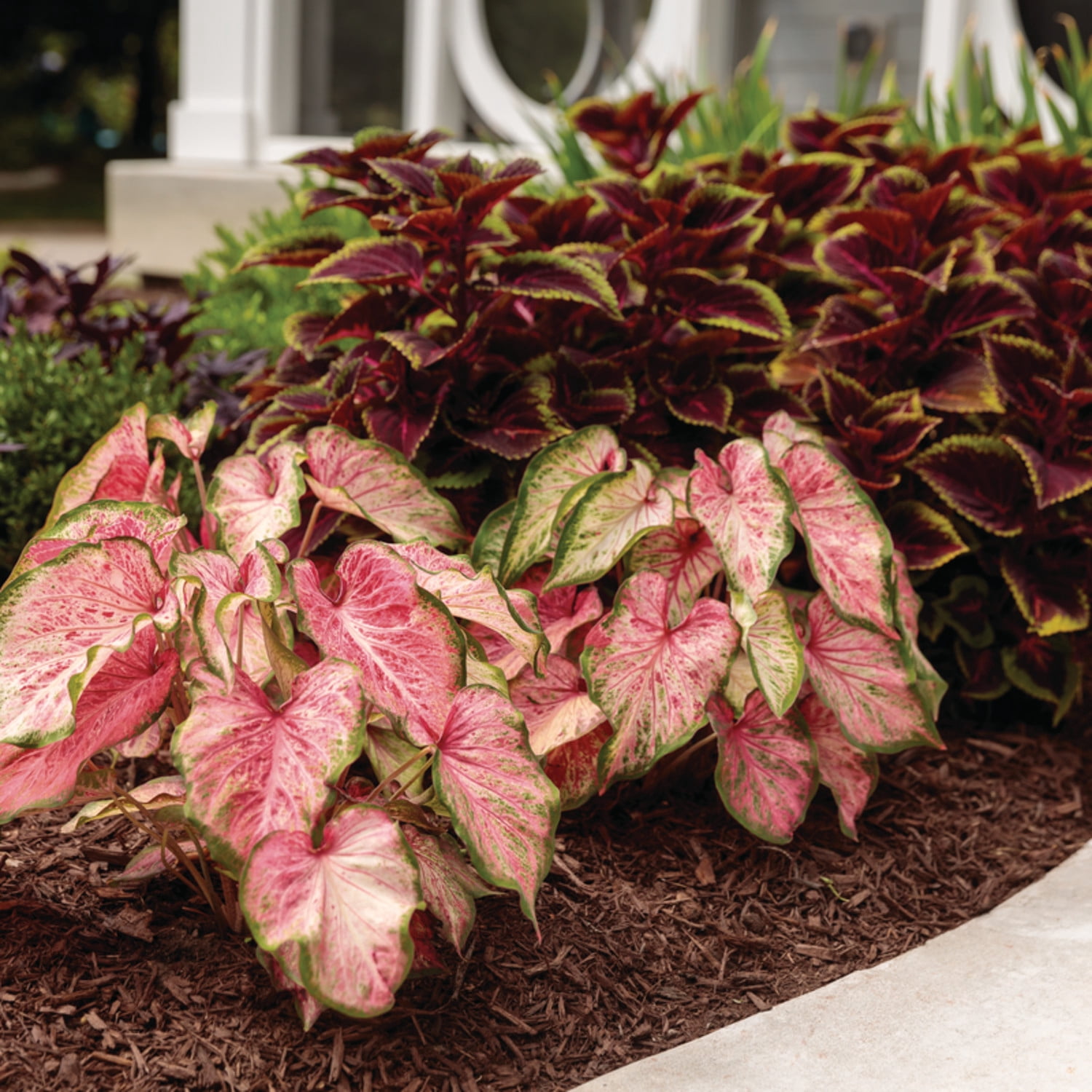 Proven Winners 5" Multicolor Heart to Heart 'Blushing Bride' Sun or Shade Caladium Live Plant in 4.5" Pot