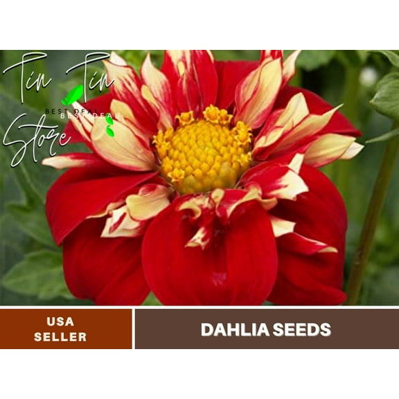 40  Seeds| Impression Festivo Dahlia Perennial Seeds - | Seeds, Herbal Seeds, Flower Seeds, GMO Free, Authentic Seed#D078