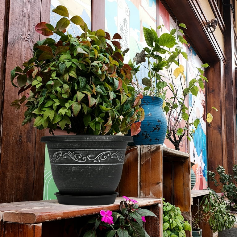 buy philodendron melanochrysum Philodendron Melanochrysum Orange 3 Exact Plant  Rare Foliage Plant Co