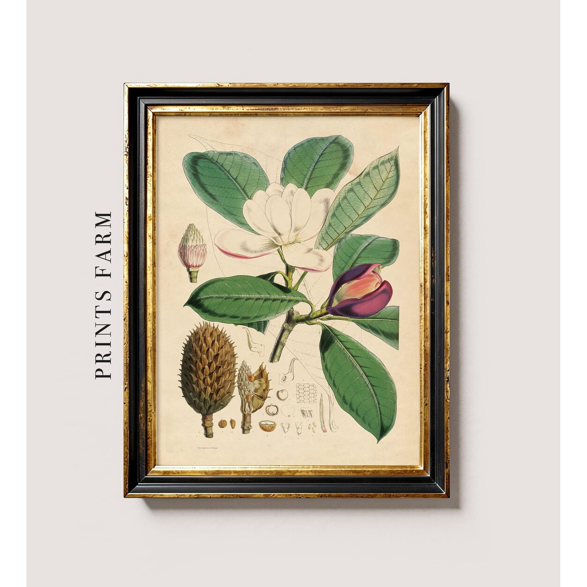 Antique Magnolia Print Vintage Botanical Art P205