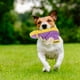 thumbnail image 4 of 1pc perro zapato masticador juguete cachorro zapatos juguetes divertidos masticar juguete mascota gato perro perro juguete, 4 of 5