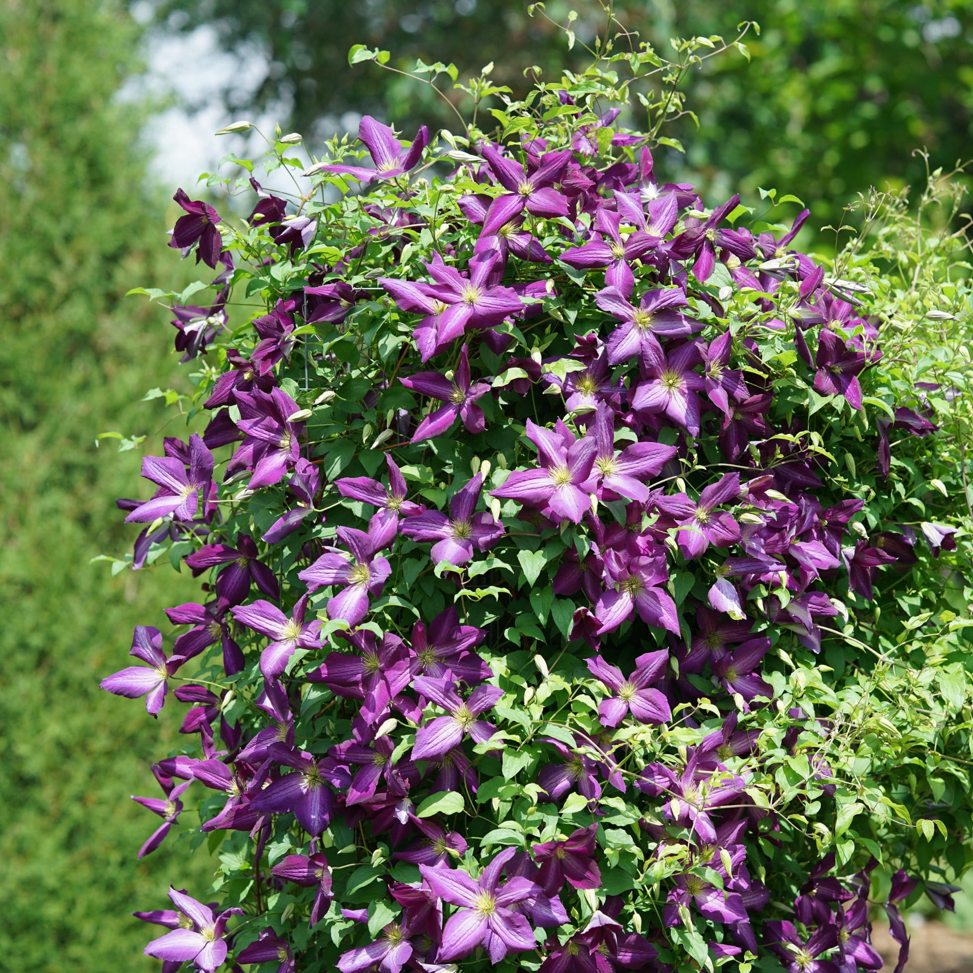 Proven Winners ColorChoice 5