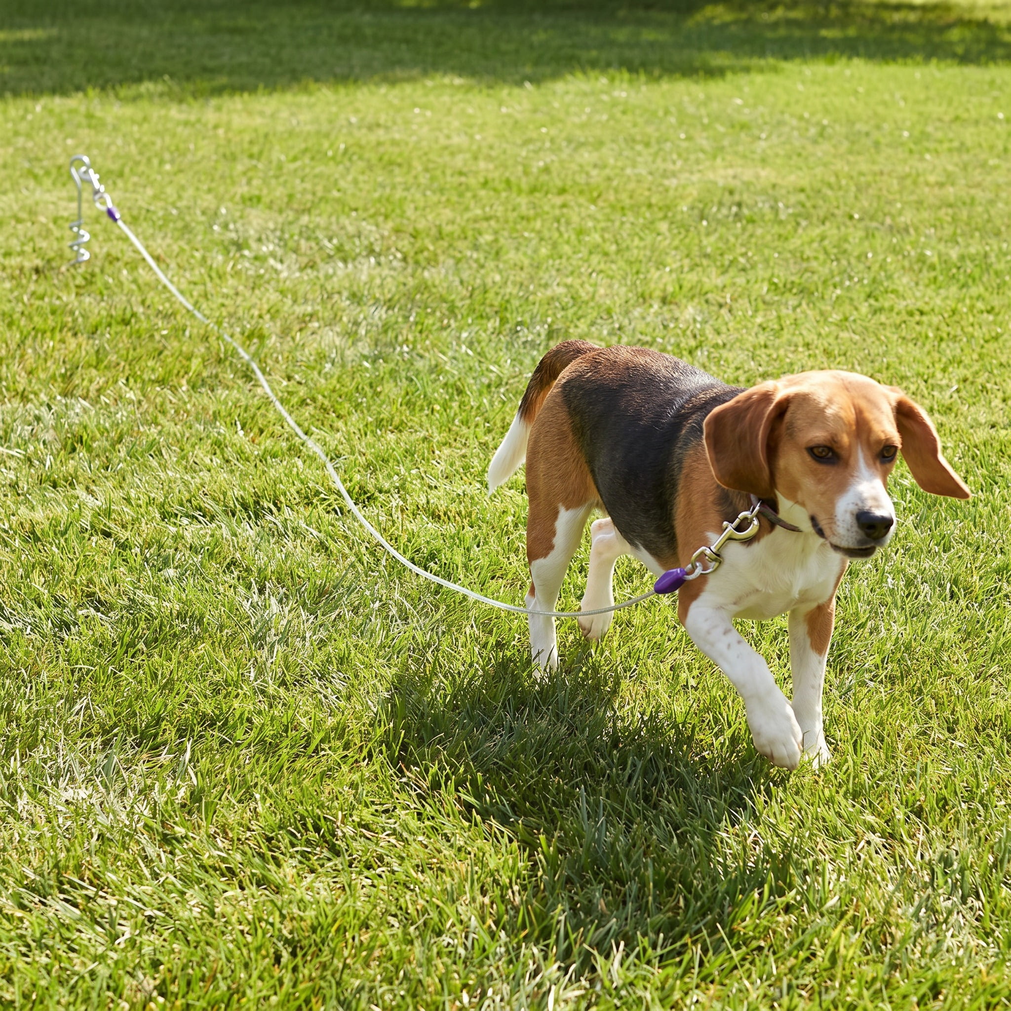 (2 pack) Vibrant Life Reflective Vinyl-Covered Tie-Out Cable for Dogs, M, 25'