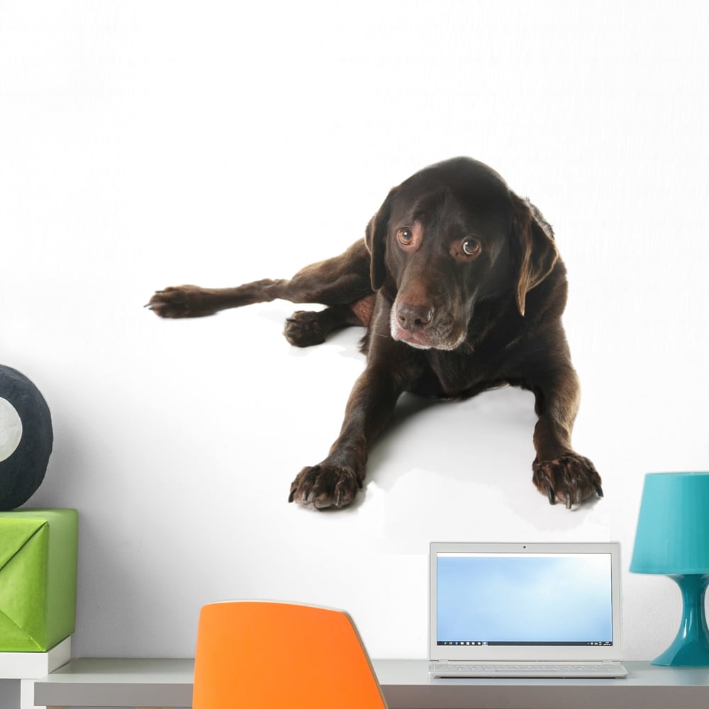 Labrador Wall Mural by Wallmonkeys Peel and Stick Graphic (24 in W x 19 ...