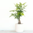 thumbnail image 5 of United Nursery Live Money Tree Green Leaf Tropical Indoor Plant 14-18in Tall in 6in Grower Pot, 5 of 7