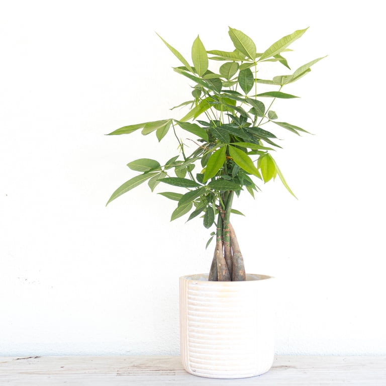 elephant foot succulent plant Portulacaria afra Elephant Bush succulent