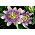thumbnail image 2 of 5oz Passionflower Tea 100% Natural Hojas de Pasiflora (Passiflora incarnata) – Loose Leaf Herbal Infusion, Non-GM Pasionaria herbal Tea IMPORTED FROM MEXICO, 2 of 5
