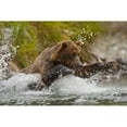 thumbnail image 2 of Coastal Brown Bear Sow Fishing At Kinak Bay  Katmai National Park  Alaska Poster Print, 2 of 2