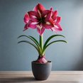 thumbnail image 4 of Large Pink Amaryllis Bulb for Planting Easy to Grow Revelation Pink Amaryllis 3 Bulbs, 4 of 5