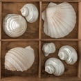 thumbnail image 2 of Frank, Assaf 20x20 White Modern Wood Framed Museum Art Print Titled - Seashells Treasures III, 2 of 4
