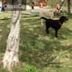 thumbnail image 3 of Sujete de forma segura a su amigo peludo al aire libre con un cable de sujeción resistente para perros, 3 m, azul, para mascotas pequeñas y medianas, 3 of 5