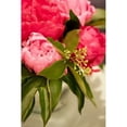 thumbnail image 2 of Peonies I Poster Print by Karyn Millet, 2 of 2