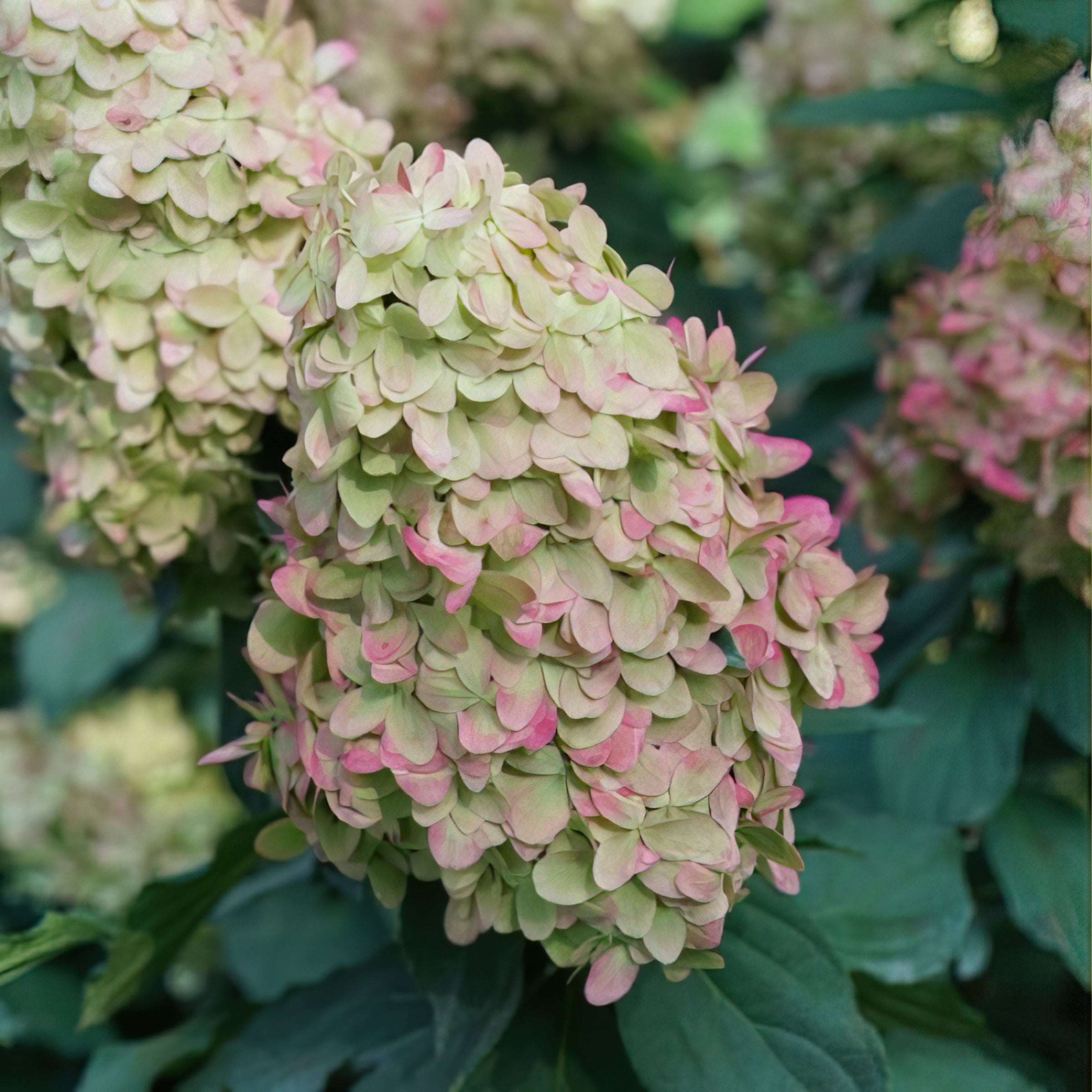 National Plant Network 2 gal Live Tree Hydrangea 'Limelight'