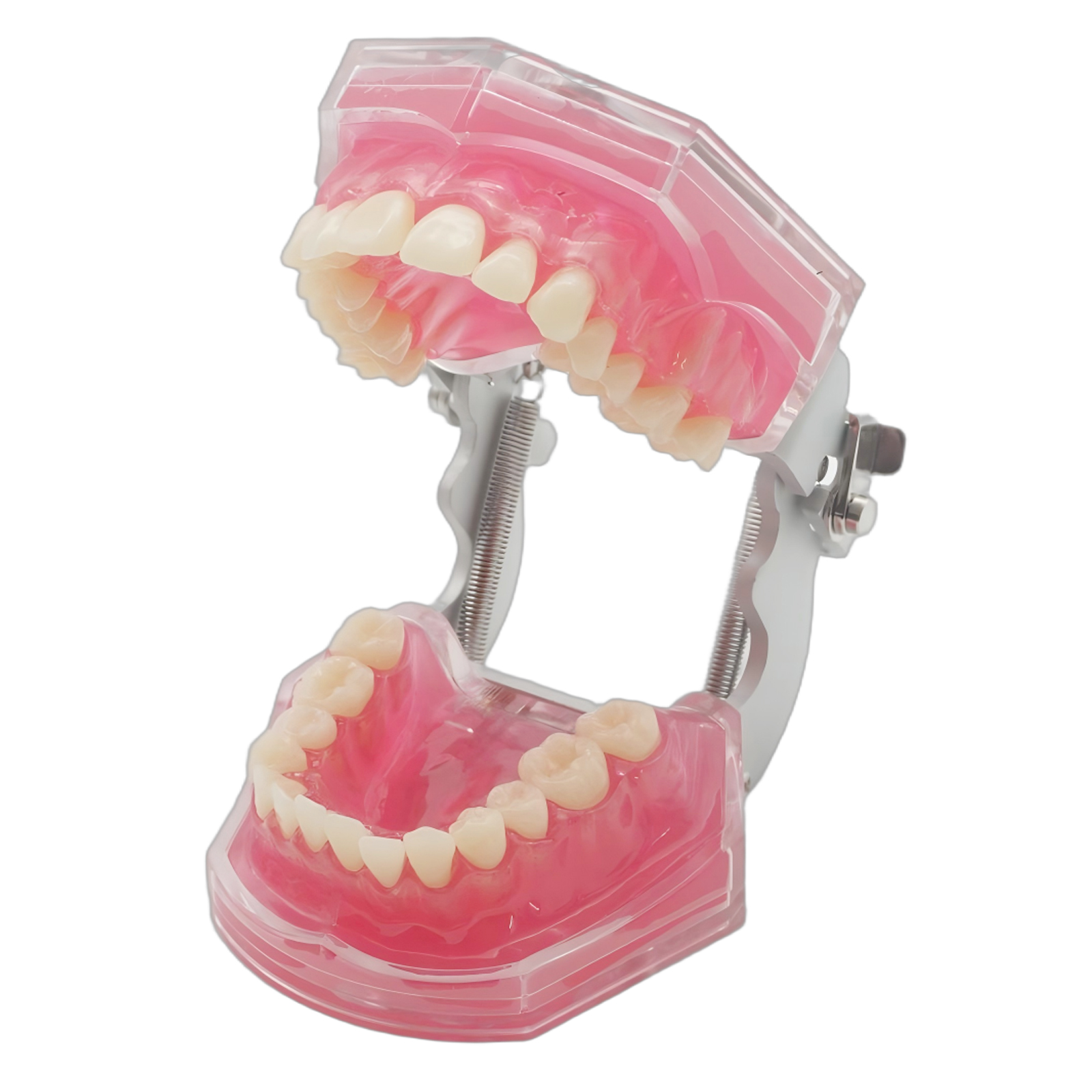 Dental Demonstration Tooth Extraction Model Standard Study Teaching All Removable Teeth