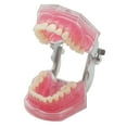 thumbnail image 4 of Dental Demonstration Tooth Extraction Model Standard Study Teaching All Removable Teeth, 4 of 6
