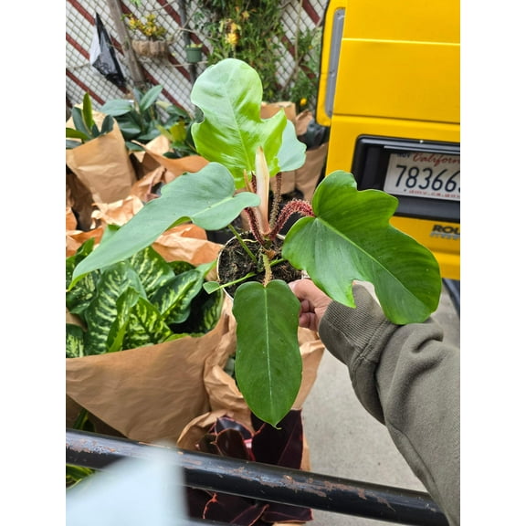 4 inch Pot- Philodendron squamiferum – Red Bristle Philodendron - Rare - Get similar to the picture