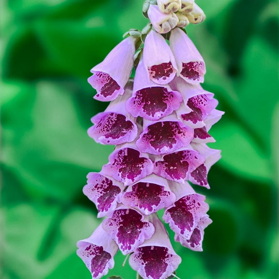 Camelot Lavender Flowering Foxglove Digitalis Dormant Bare Root Perennial Starter Plant, One Plant per Offer