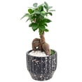 thumbnail image 2 of Arcadia Garden Products Live Ginseng Ficus in 5" Speckled Splash Ceramic Planter, Black, 2 of 4
