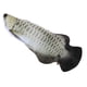 thumbnail image 5 of Eléctrico Divertidos juguetes eléctricos para mascotas Simulación 3D Pescado Carga USB Gato Jugando Juguete (D) Tmvgtek Ofspeizc, 5 of 5