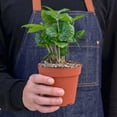 thumbnail image 4 of Arabica Coffee, 4" Pot, Indoor Houseplant, Easy Care, Live Plant for Indoor & Outdoor, 4 of 8