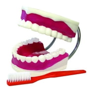 Vision Scientific Teeth Model With Brush, Large Model
