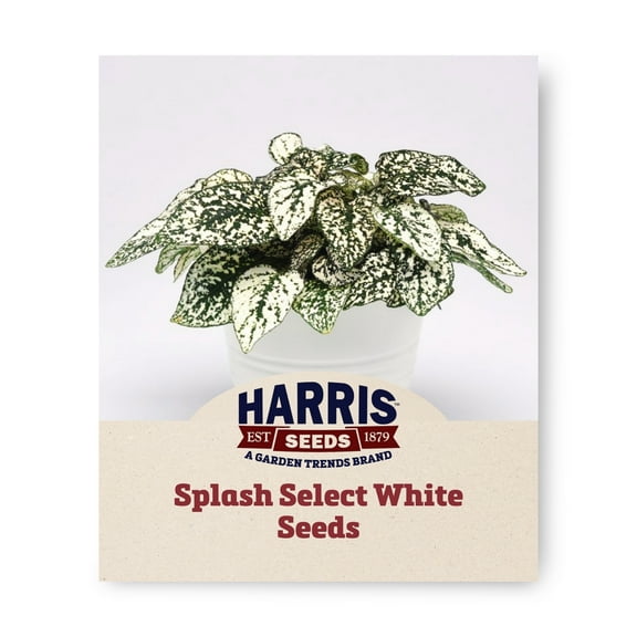 Harris Seeds - Hypoestes Splash Select White Plant Seeds - 250 Seeds