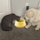thumbnail image 4 of Cuenco para mascotas de fibra de bambú con base antideslizante y respetuoso con el medio ambiente para perros y gatos, 4 of 5
