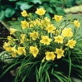 thumbnail image 4 of Daylily Stella D' Oro I 30 Live 3 Inch Pots I Hemerocallis  Yellow Flowers I Rich Golden Blooms, Perennial Garden Jewel, Easy-to-Grow for Year-Round Beauty, 4 of 9
