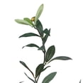 thumbnail image 3 of Vickerman 30" Artificial Olive Tree., 3 of 8