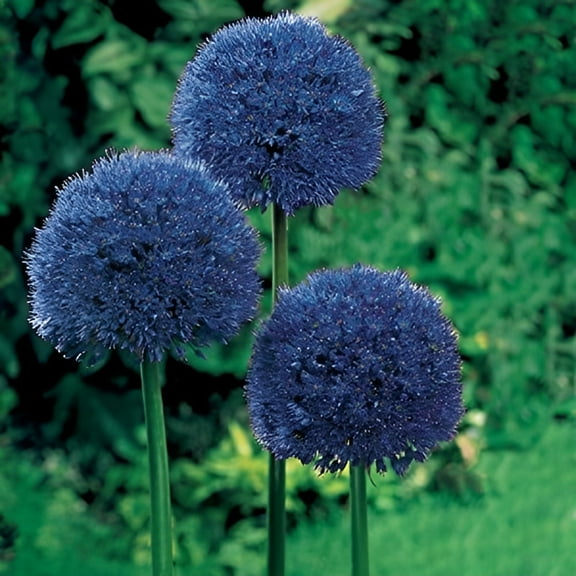 Persian Blue Allium 2 Large Bulbs 12cm Perennial Plant Purple Late Spring Bloom
