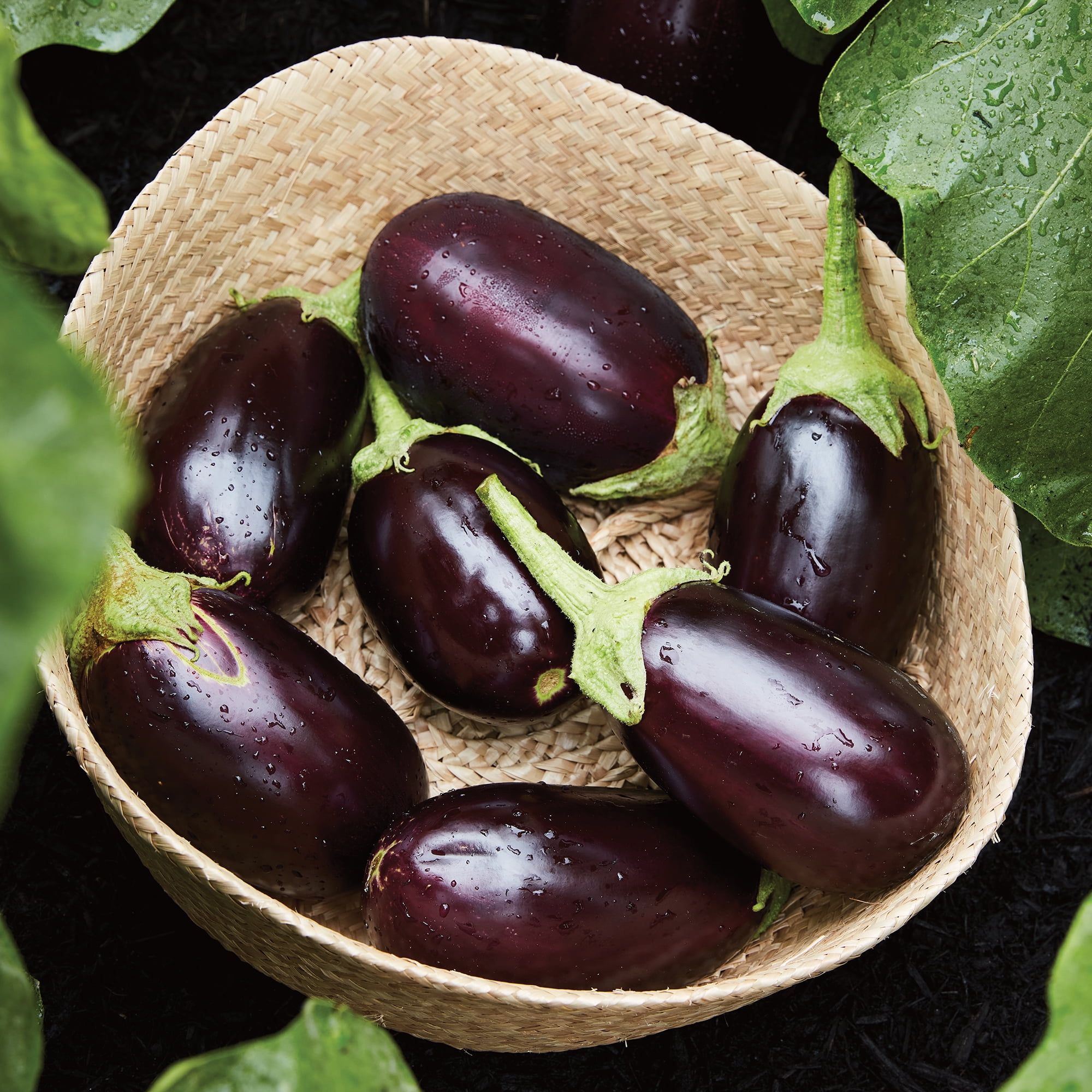 eggplantページ VIVALDI F1 | Eggplant - Pure Line Seeds