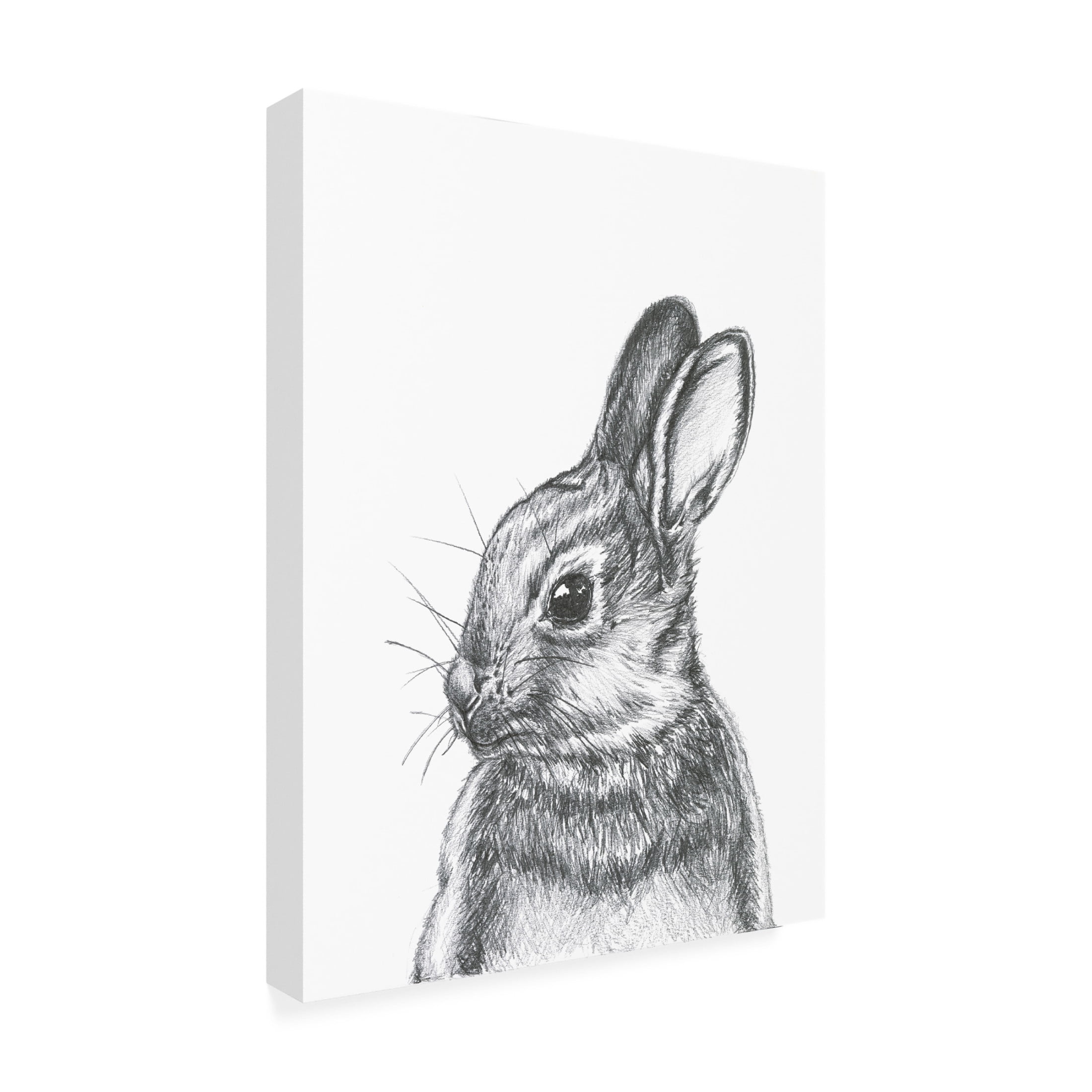 Canvas Wall Art - Lor Muller 'Cottantail' Wall Art for Living Room, Bedroom, or Office Décor by Trademark Fine Art - 35 x 47 Inches