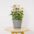 thumbnail image 3 of Mainstays Pottery 6in Ceramic Planter with Saucer,Gray, 3 of 9