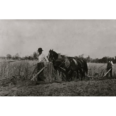 Two farmers behind horses as they pull a plow through a field Print Wall