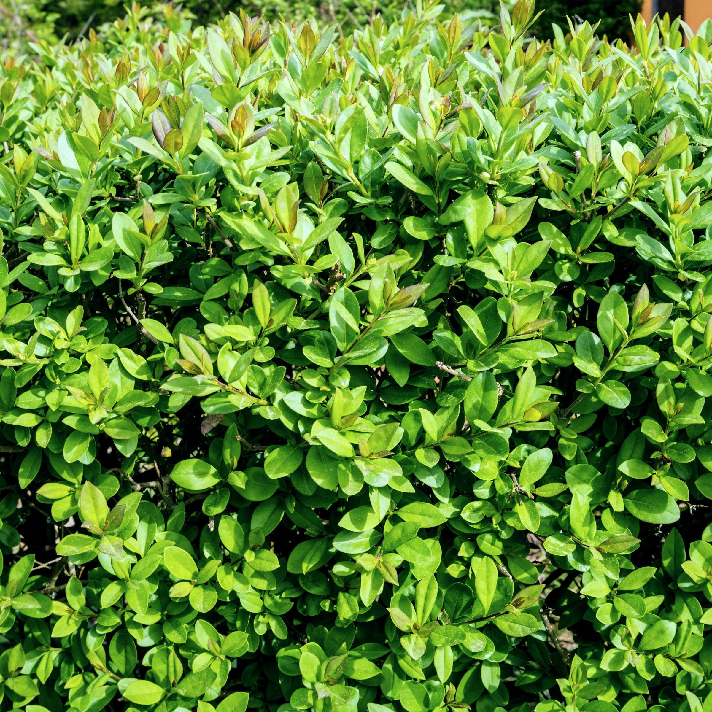 National Plant Network 4 in. Wintergreen Boxwood (16-Pack)