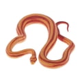 thumbnail image 3 of De , 1 Piezas Mini Juguetes De Favores De De Aprendizaje De De Plástico Juguetes Para Niñas Pequeñ serpiente Hugo Mini Farm Goat Animal Toys, 3 of 6