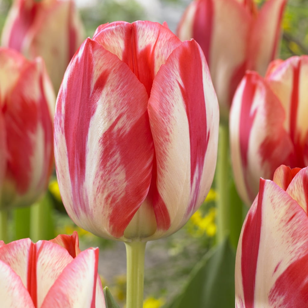 Van Zyverden Tulips Spryng Break Set of 12 Bulbs Pink Part Sun